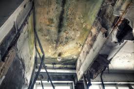 Best Real Estate Mold Inspection in Shadyside, OH